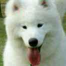 我的世界变黑了