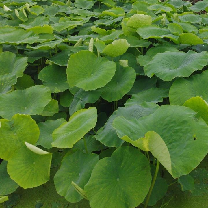 开心快点