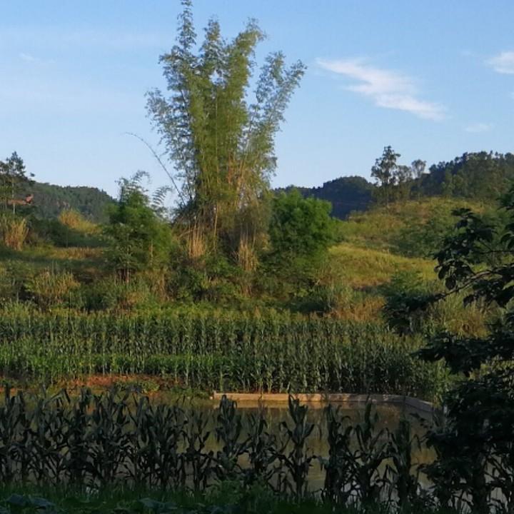 盛世中戎（重庆）文化科技小伟