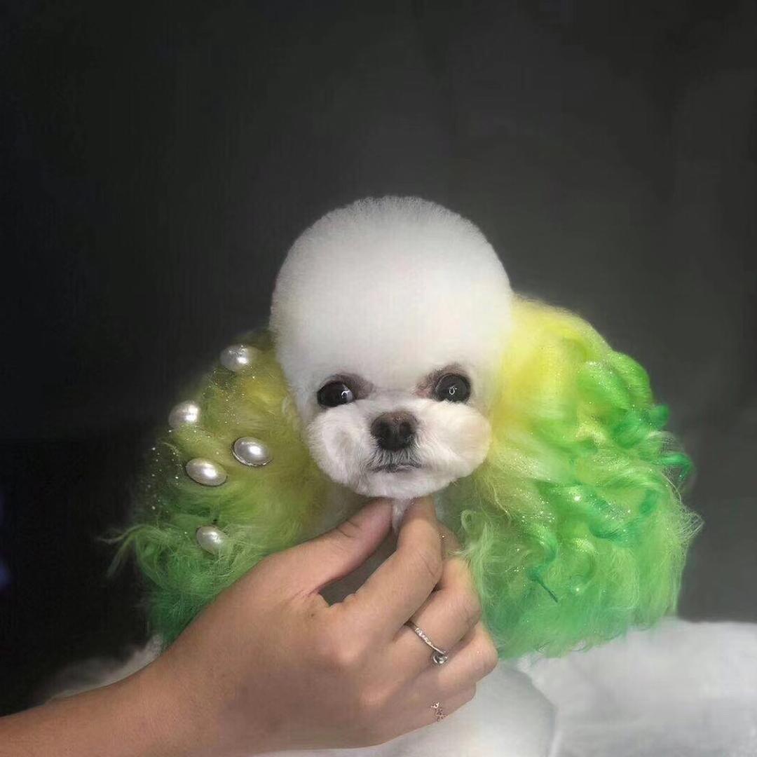 玉环欢喜萌宠