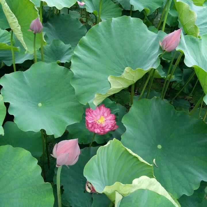 阿草