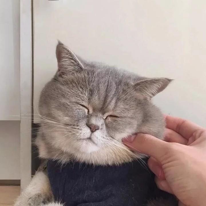 羊肉爱吃醋