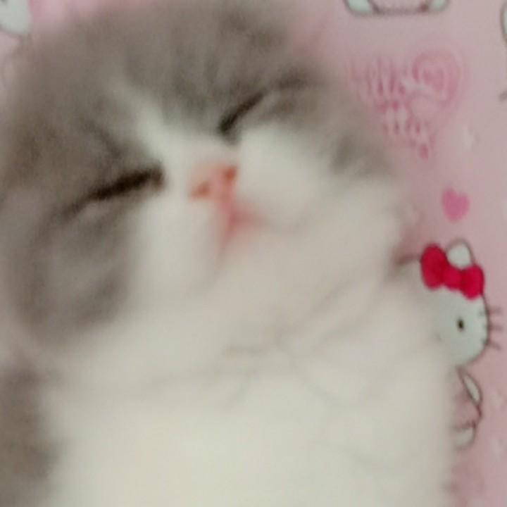 抱抱小宠