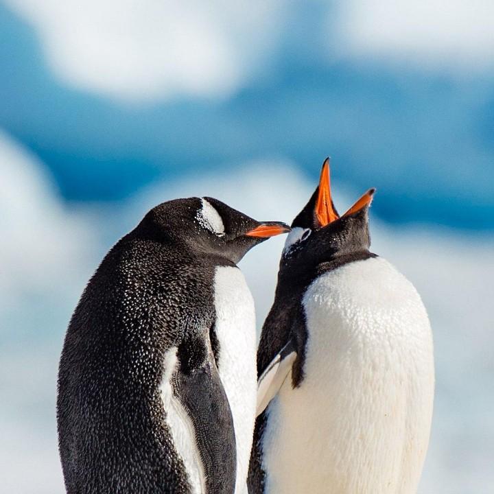 5201314《爱江山更爱美人》