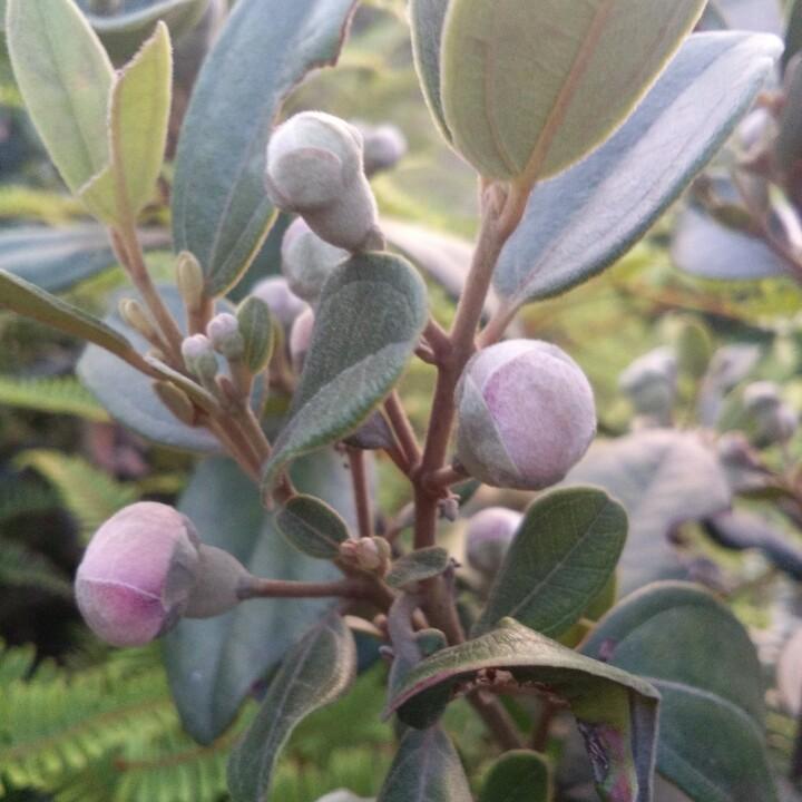 白云飘飘