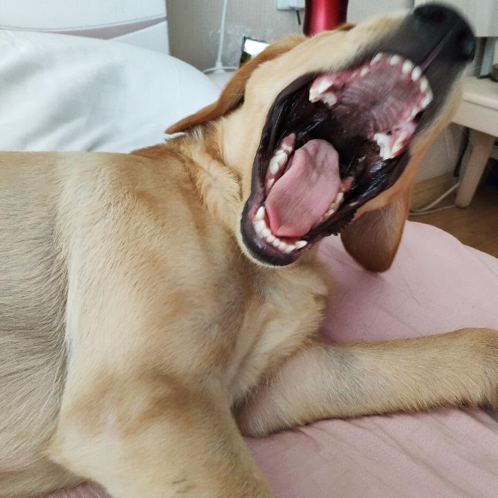 陌白羽