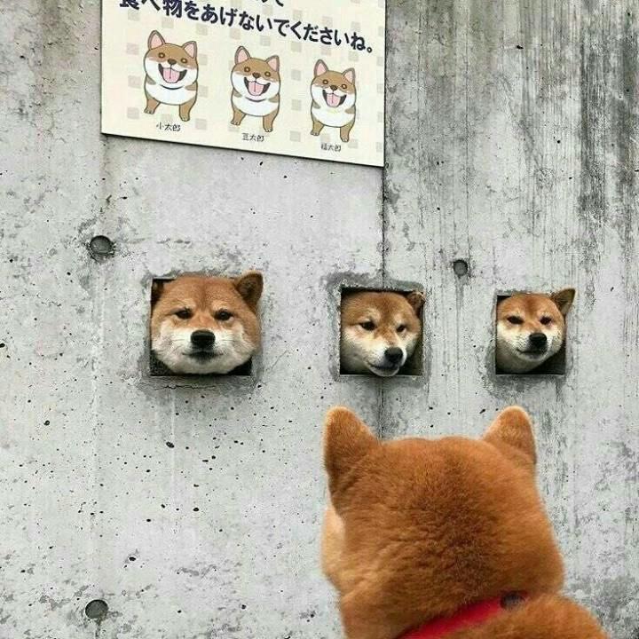 吱唔朱🍃