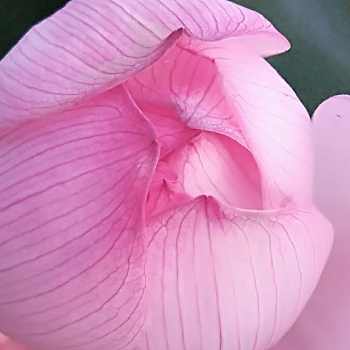 心语