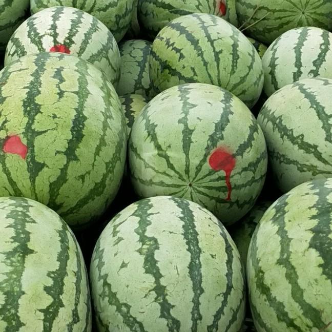 新疆昌吉老龙河西瓜代办