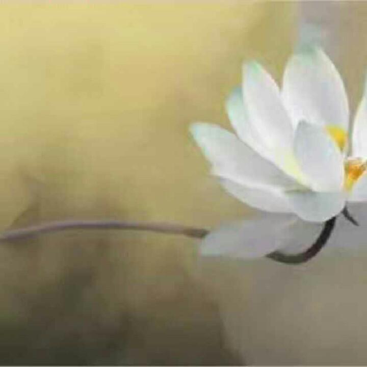邻水照花🌸