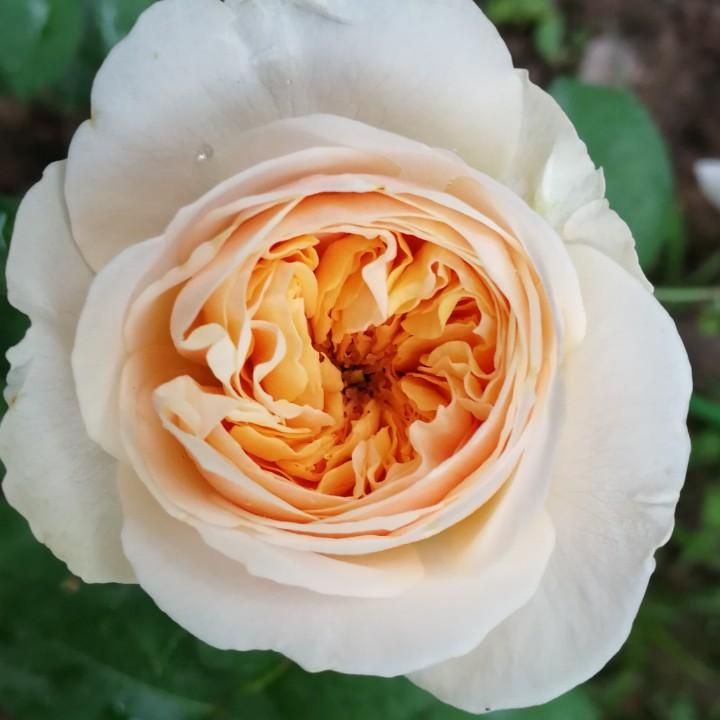 丽丽