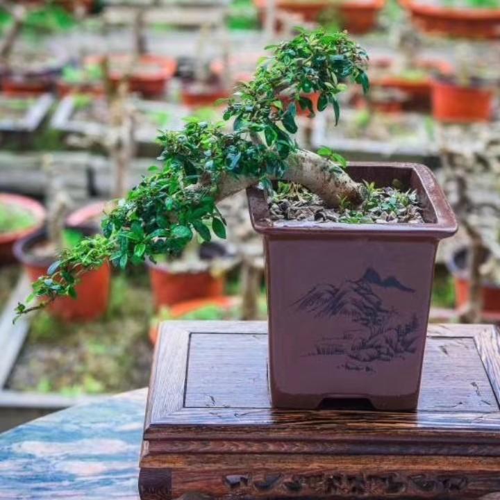 京山万景园艺有限公司