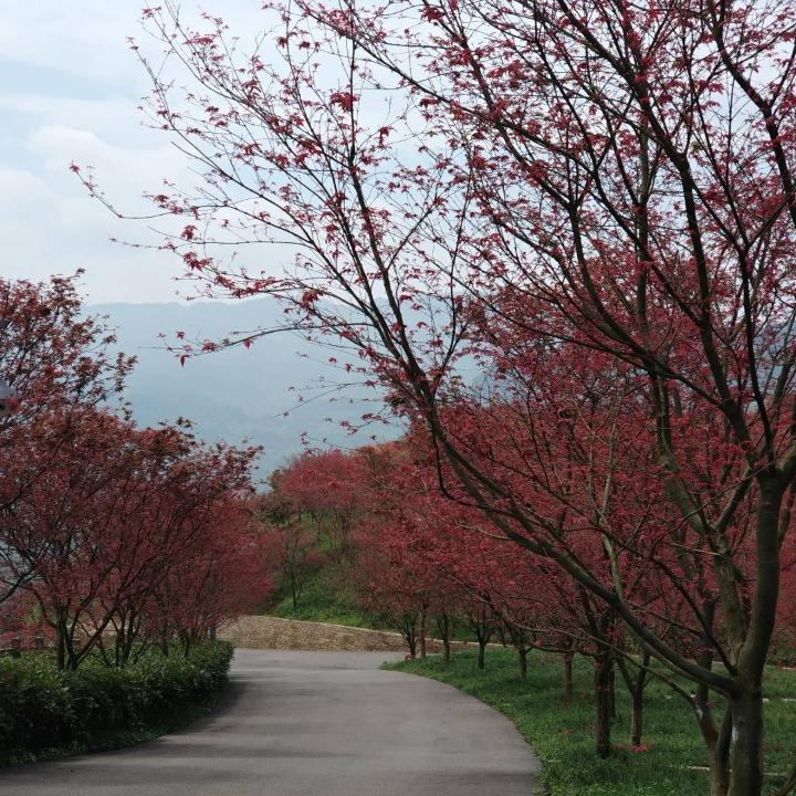 @琼～玉之华也