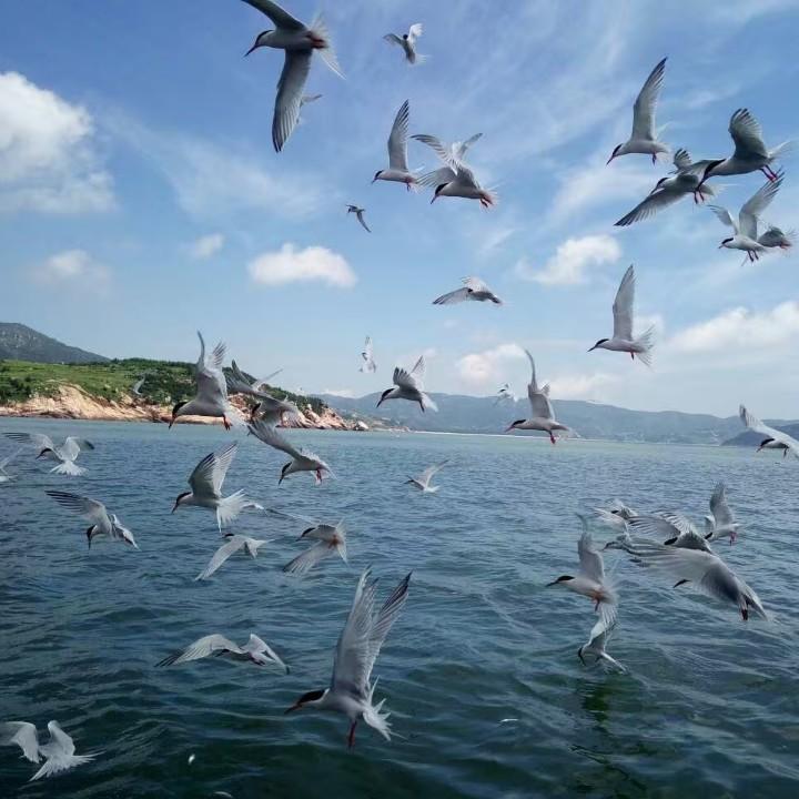 胖墩墩