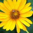 名车专修   简爱