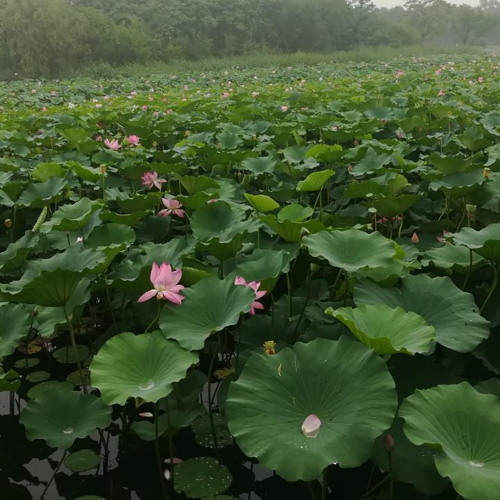 秋意浓