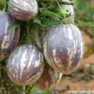 沂源筋骨调理陈三姐