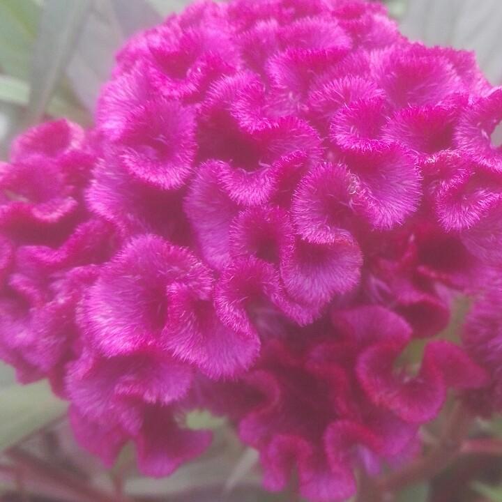 刘玉儿