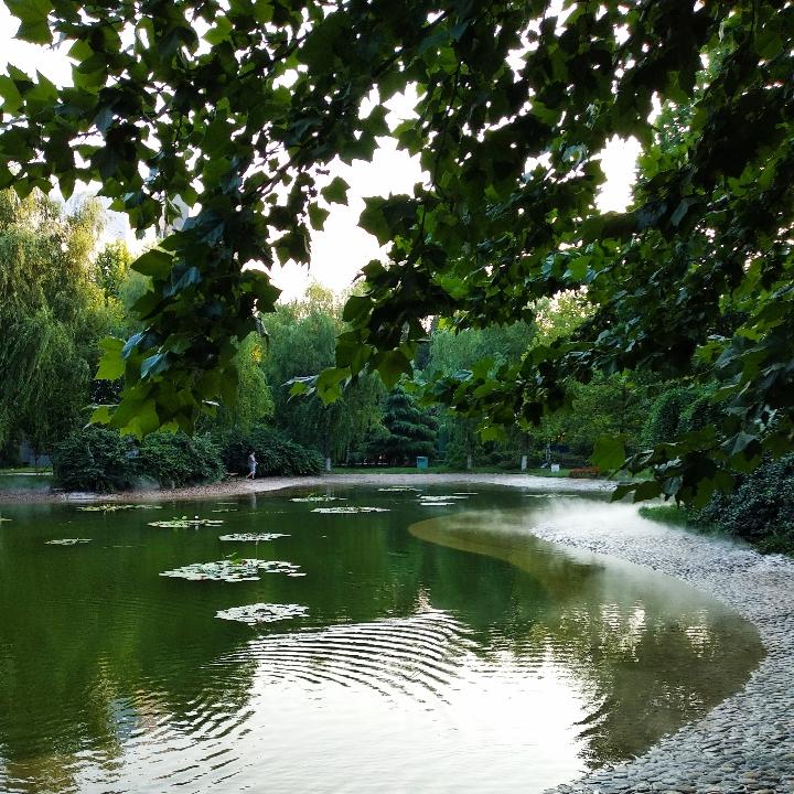 钦爱的莎