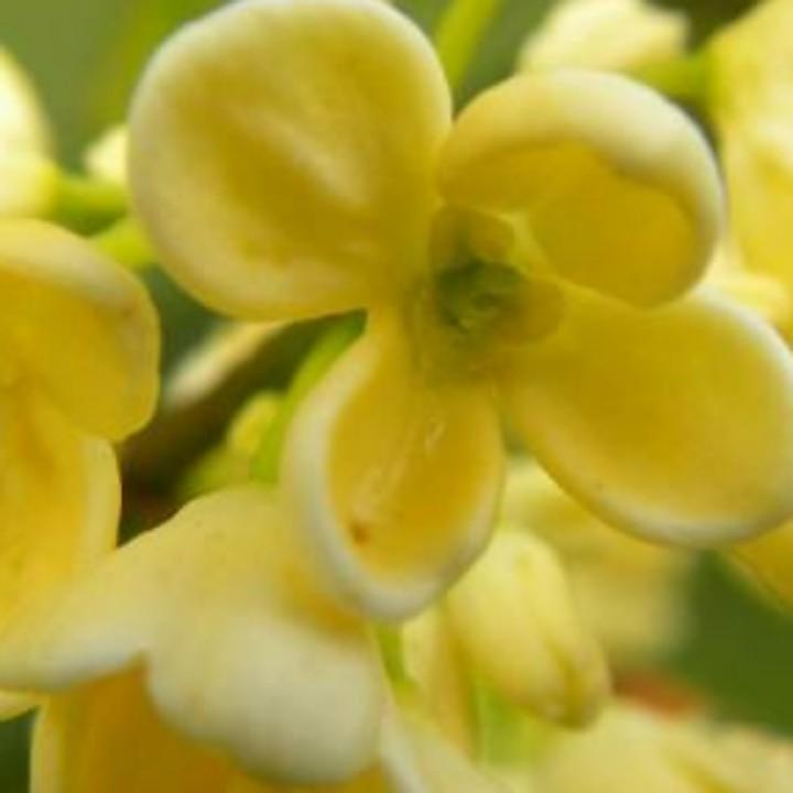 化茧成蝶