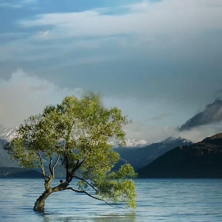 手抓饼