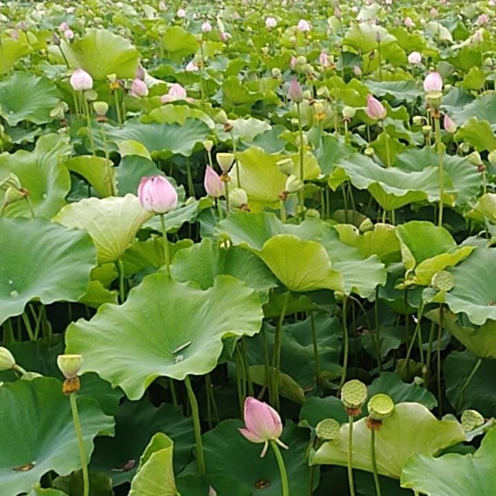风轻云淡