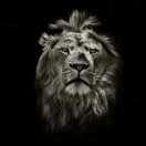 果色甜香工作号