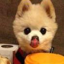 🌸落花有意随流水💧流水无心恋落花🌸