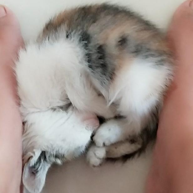凰城