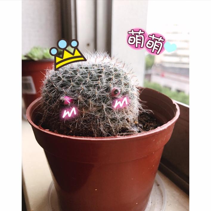 心心手作（接单中）