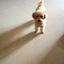 60后平平，安安