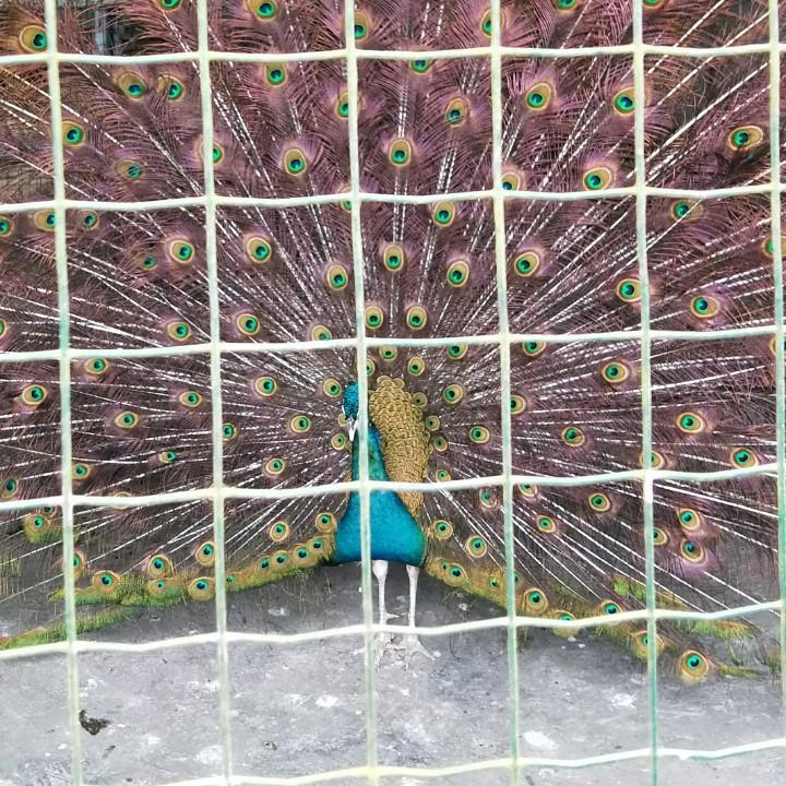 铛那个铛