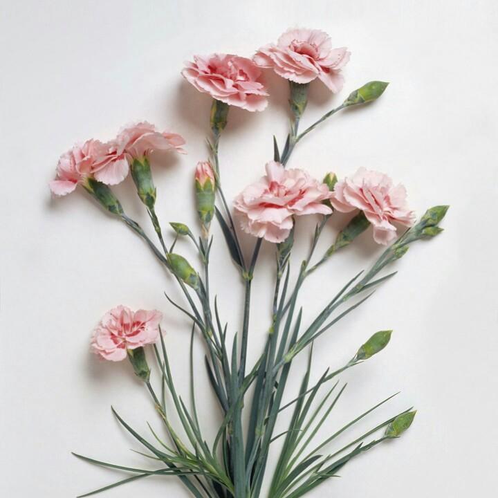 花迎平安
