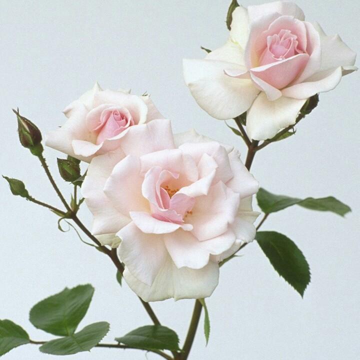 花花