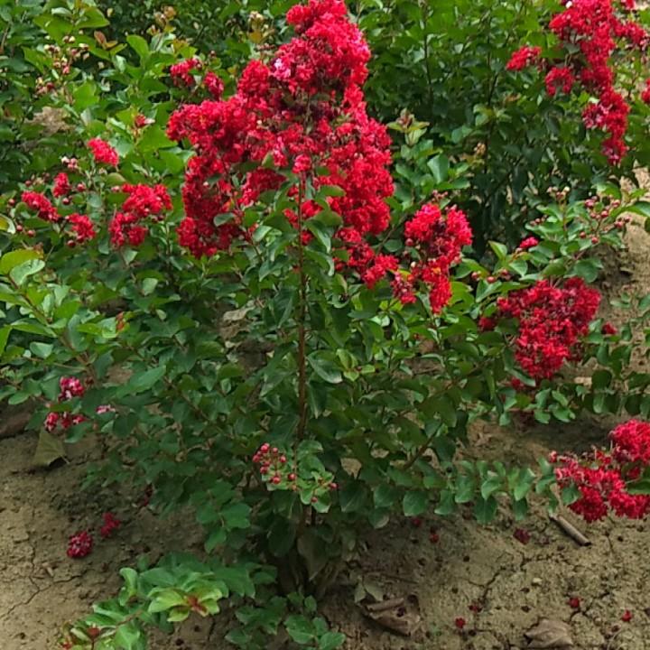 我命由我不由天