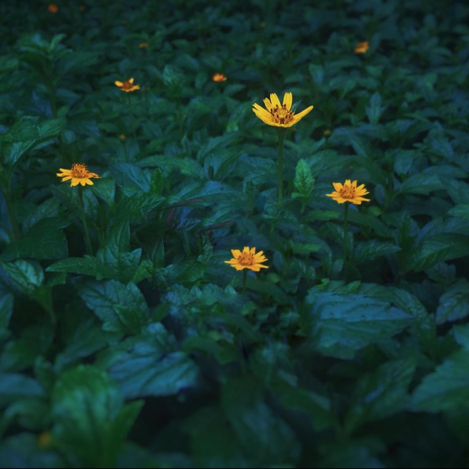 路边的菊花你不要踩