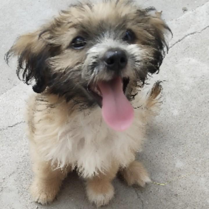 小霞