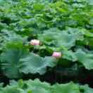 厂价直销河沙水泥