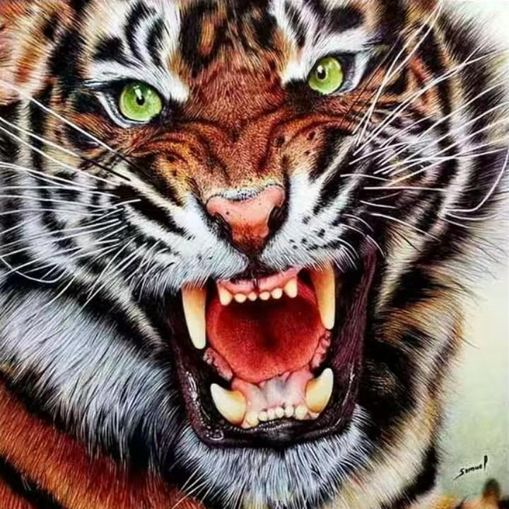 猛虎下山欺负人