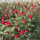 云南雷春绿化工程苗木基地