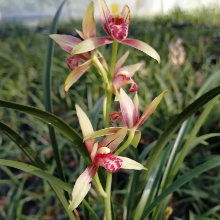 花开四季小铺