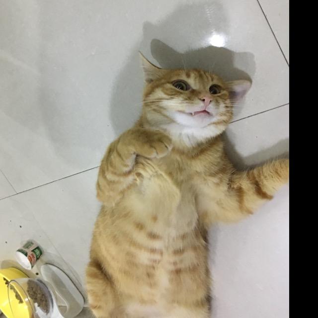 胖胖饲养员