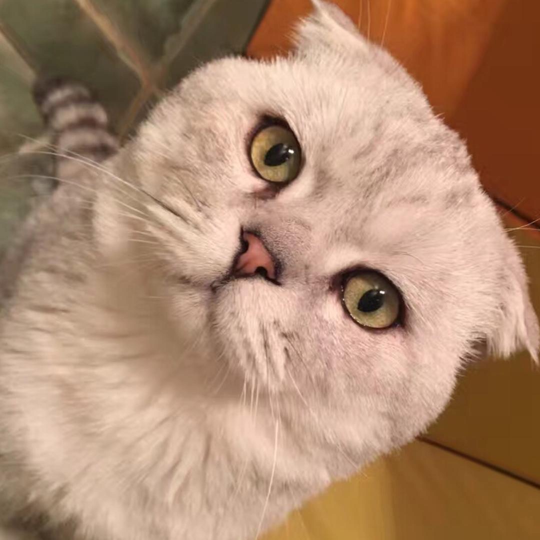 家有9只喵🐱