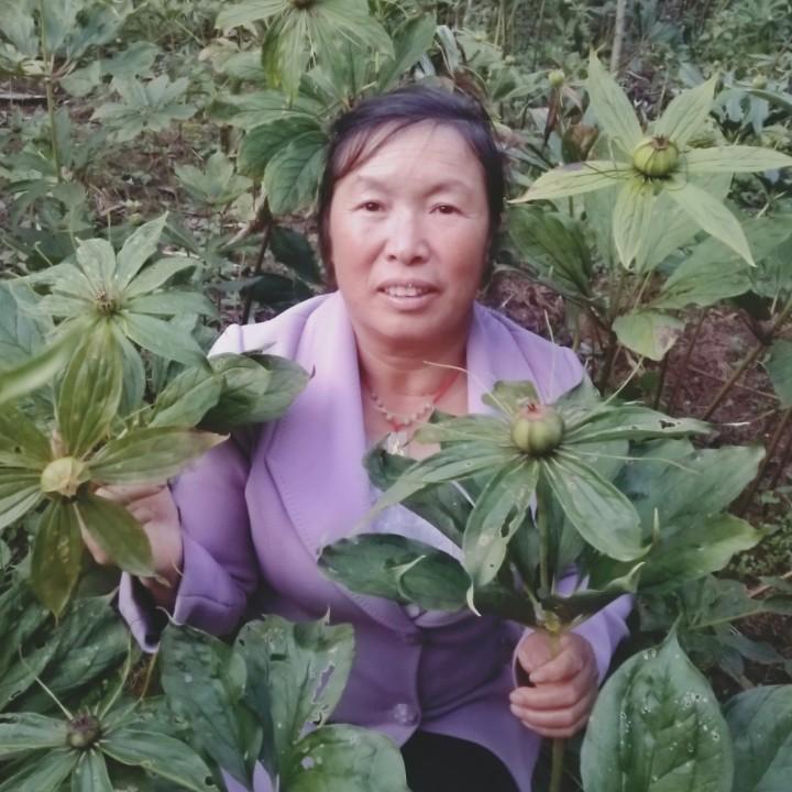 云南滇重楼