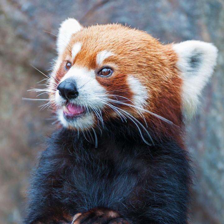 沈航