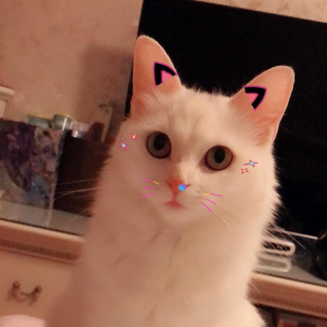 LULU🍃🐈✨