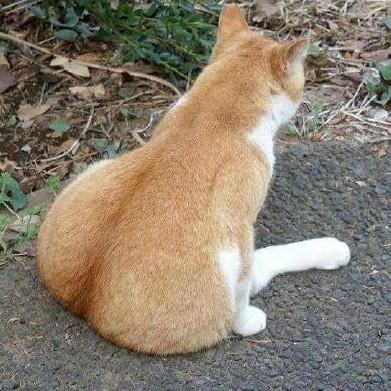 崔醒