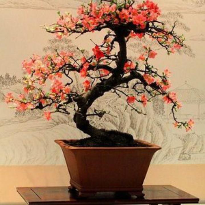 喜气洋洋🌸