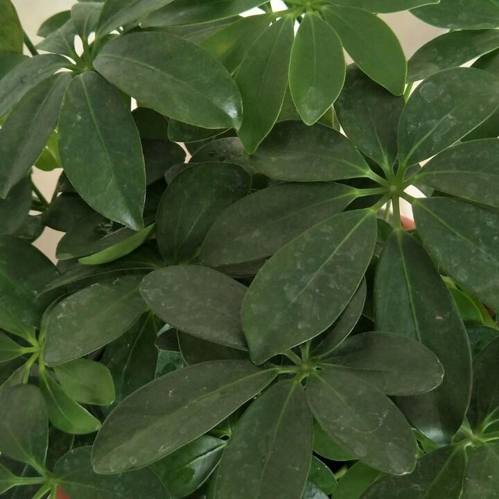 微笑中带着悲伤