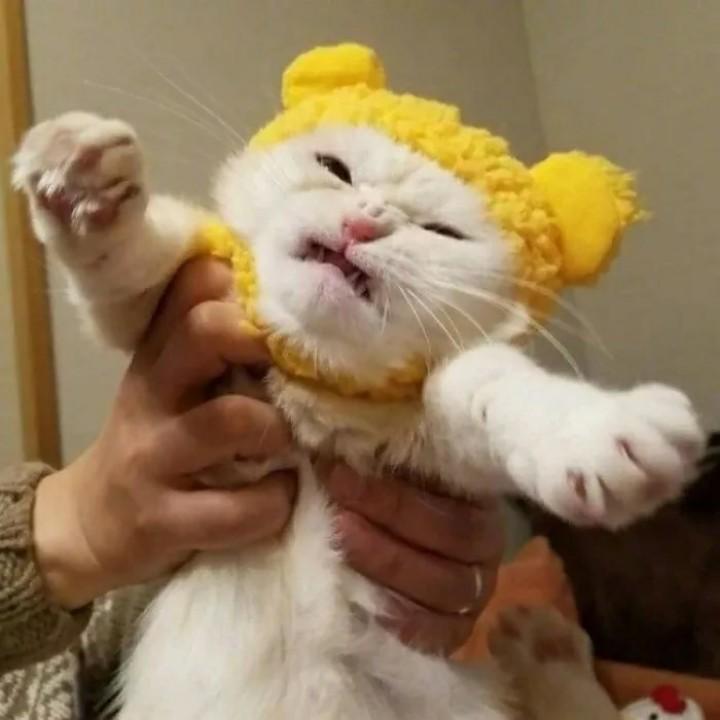蜡笔小新的朵儿🌸